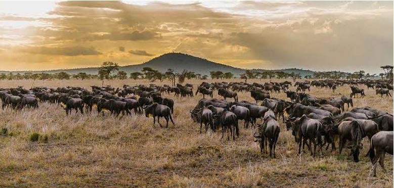 Vast open plains of Serengeti National Park, Tanzania, teeming with wildlife including wildebeest and zebras during the Great Migration.